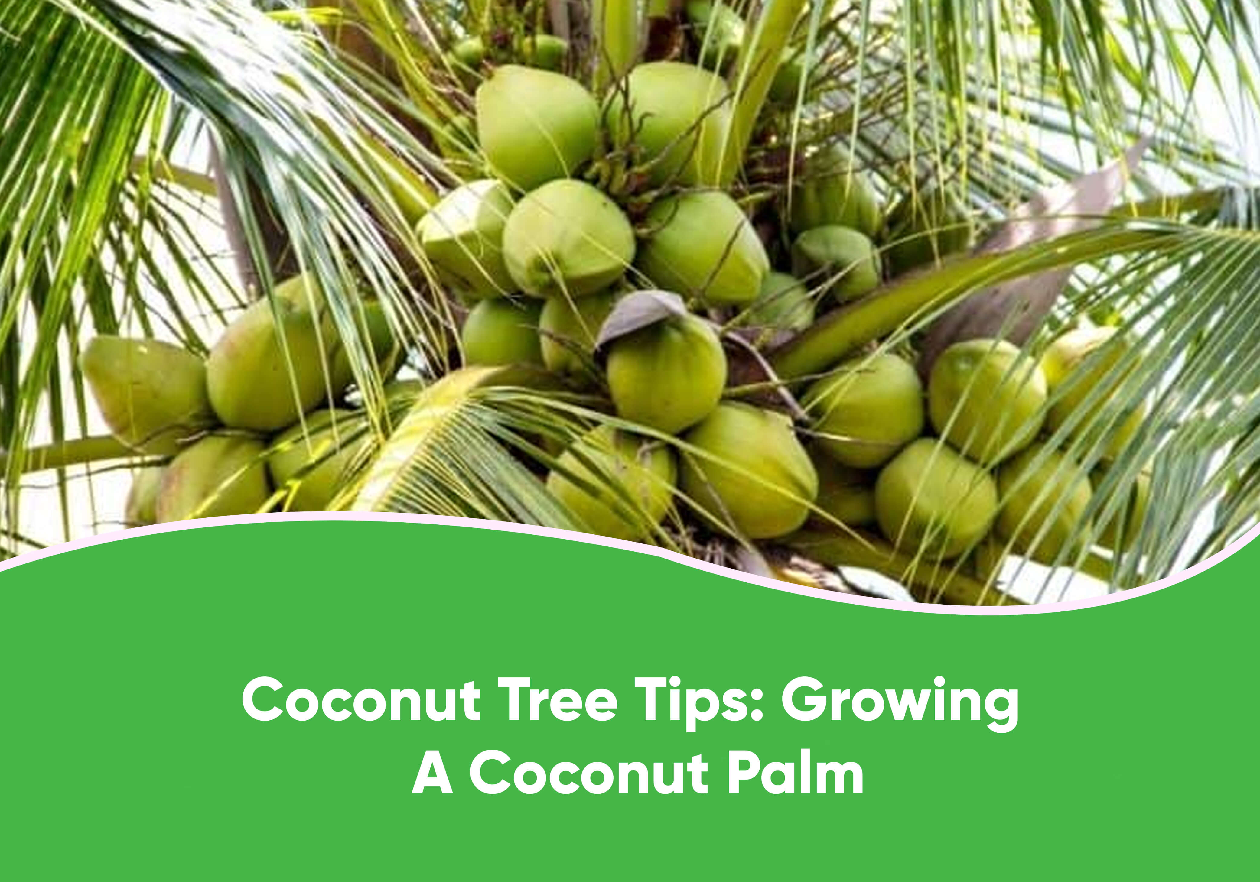 Growing Coconut Palm Trees: Tips for Success – Everglades Farm