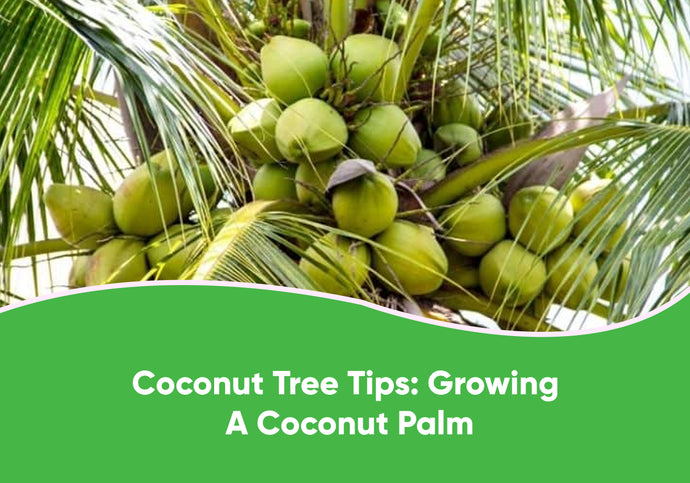 Coconut Tree Tips: Growing A Coconut Palm