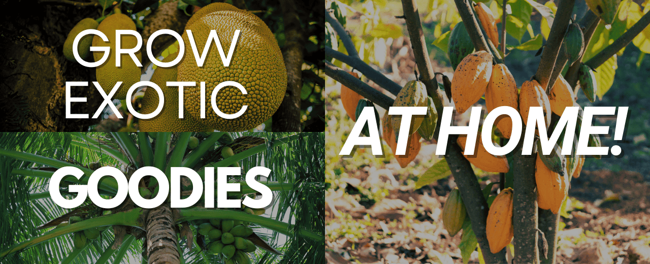 Guide to Growing Tropical Fruits at Home