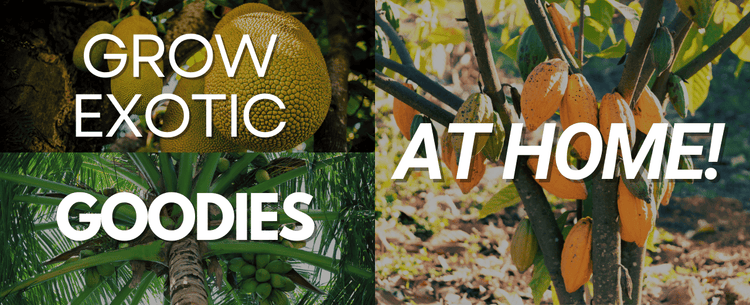 Guide to Growing Tropical Fruits at Home