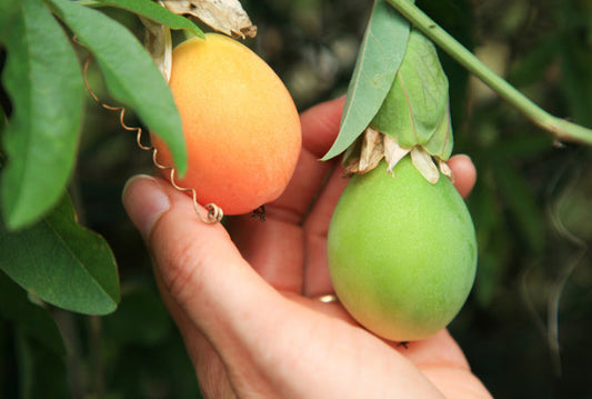 How to Grow Passion Fruit Vine: Best Tips for Thriving Plants