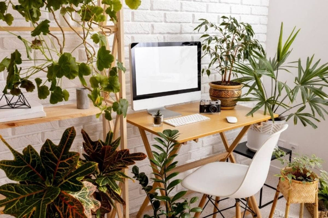 Best Indoor Plants for Home & Office: Easy Growing Steps