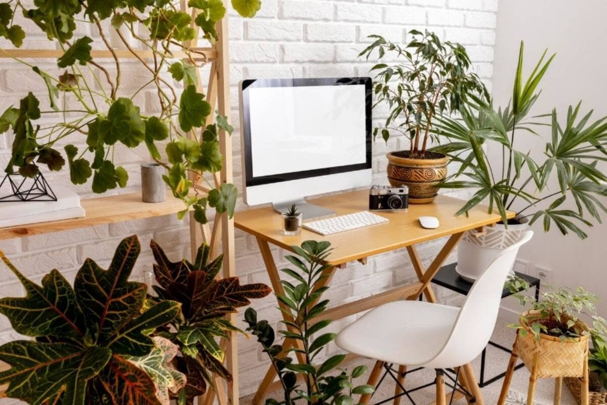 Best Indoor Plants for Home & Office: Easy Growing Steps