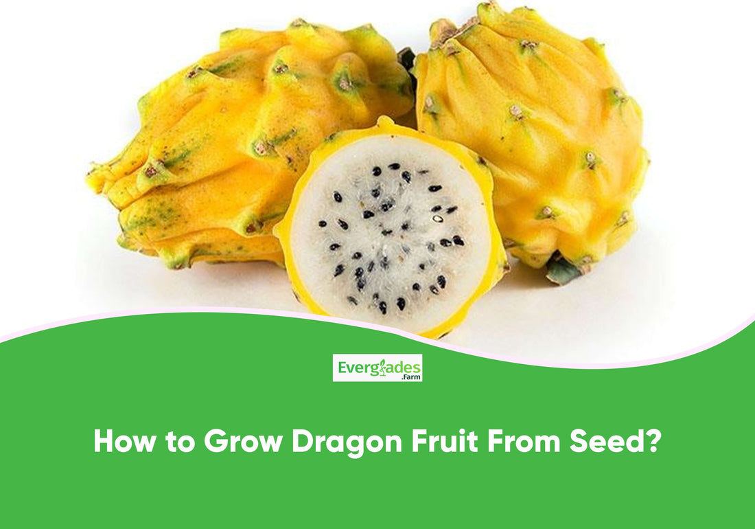 How to Grow Dragon Fruit From Seed?