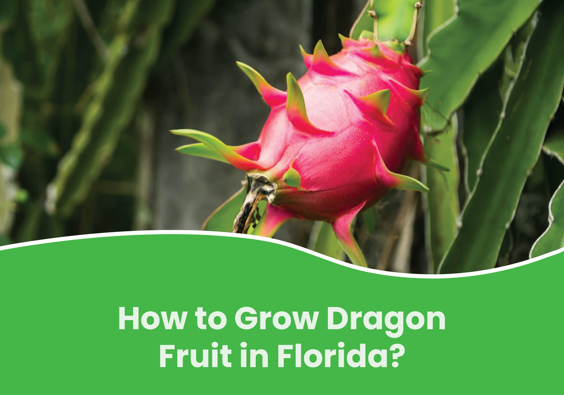 Dragon Fruit in Florida