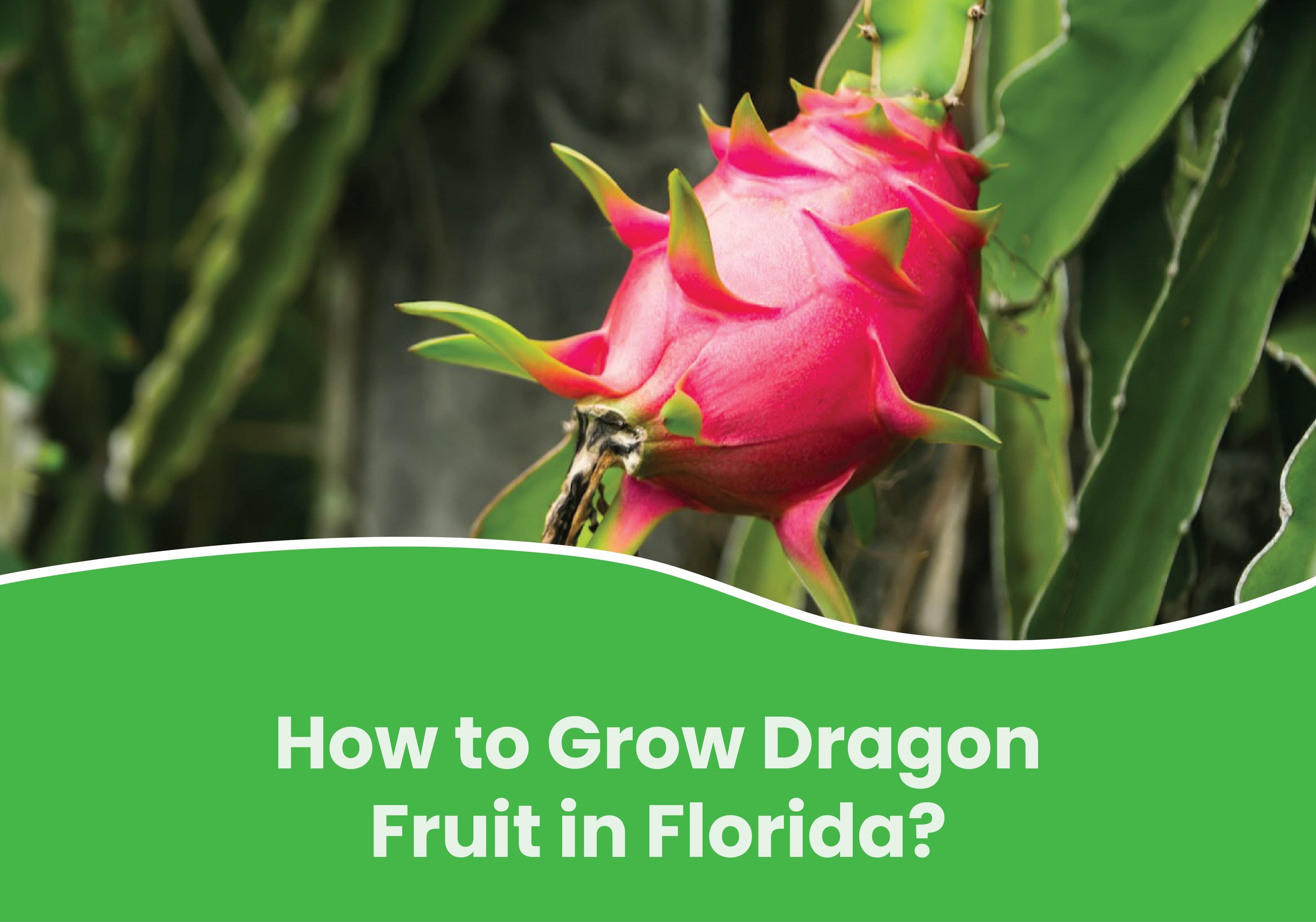 How to Grow Dragon Fruit in Florida?