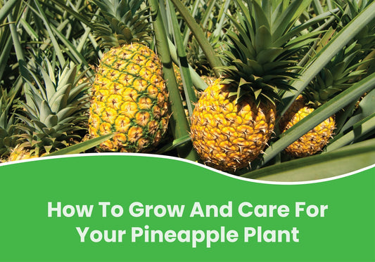 How To Grow And Care For Your Pineapple Plant