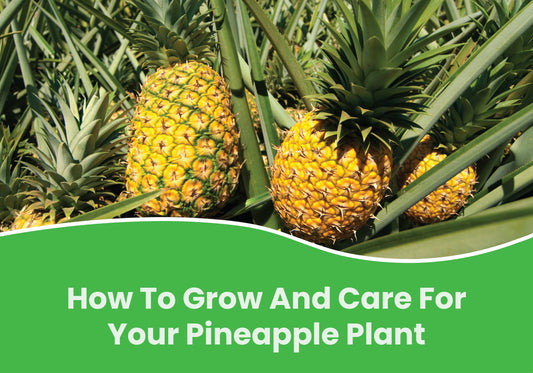 How To Grow And Care For Your Pineapple Plant