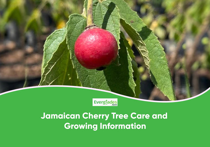Jamaican Cherry Tree Care and Growing Information