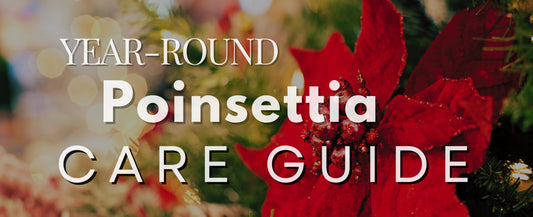 How to Recover and Care for a Poinsettia Year-Round