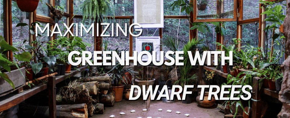 Enhance Your Greenhouse with Dwarf Fruit Trees: A Guide to Year-Round Harvests