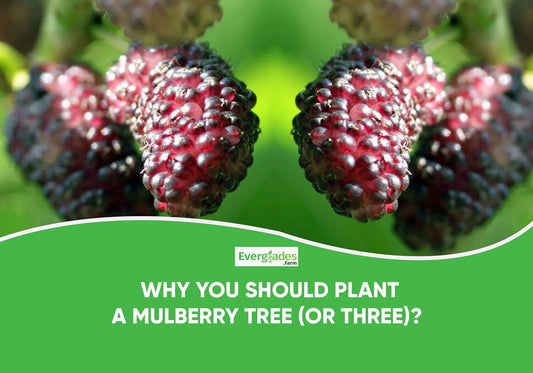 Why You Should Plant a Mulberry Tree?