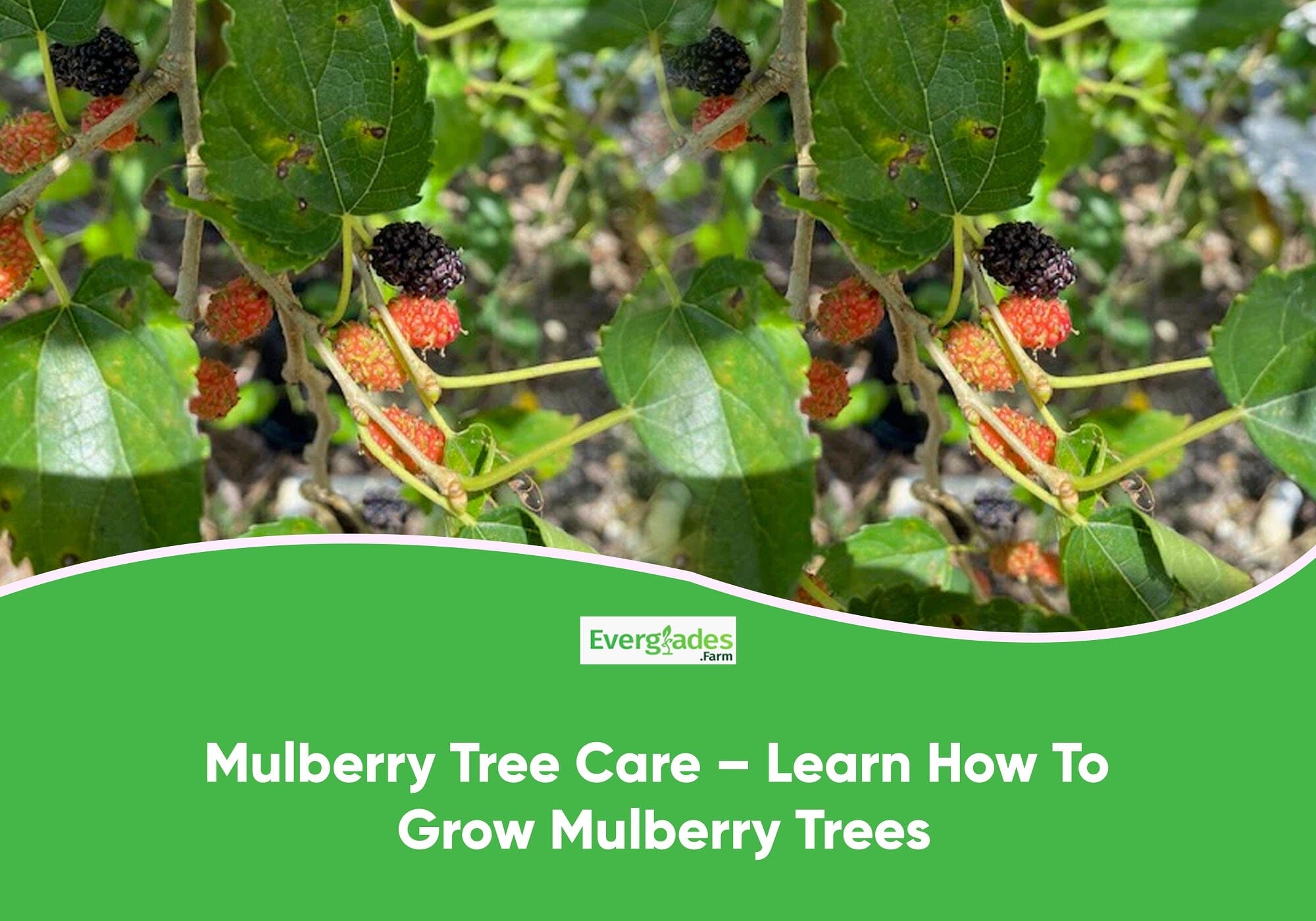 Mulberry Tree Care – Learn How To Grow Mulberry Trees