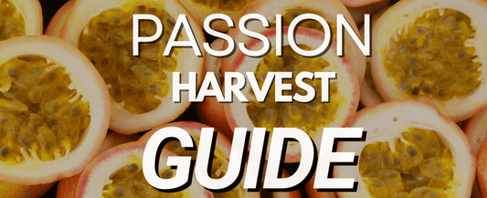 How to Harvest Passion Fruit Vines: A Juicy Step-by-Step Guide