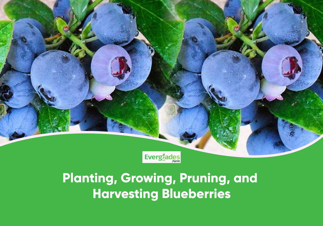 Planting, Growing, Pruning, and Harvesting Blueberries