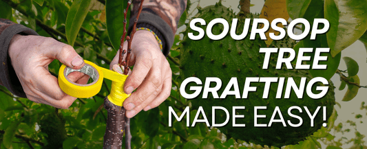 Can a Soursop Tree Be Grafted? Here’s How to Do It for Better Fruit and Faster Growth