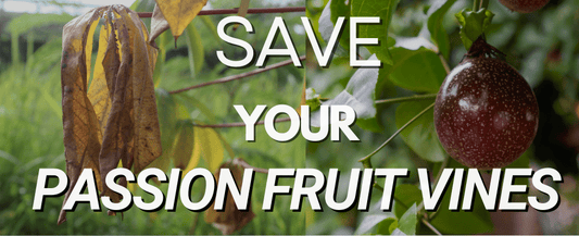 How to Save Your Passion Fruit Vines: A Serious but Simple Guide