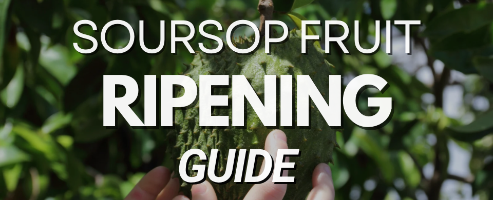 getting your tree to produce fruit and knowing when your soursop is ripe can be a challenge if you don’t follow proper growing techniques.
