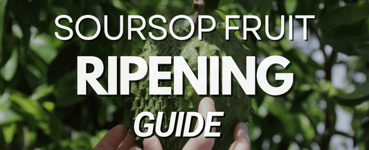 How to Make a Soursop Tree Bear Fruit and Know When Soursop is Ripe – Step-by-Step Guide
