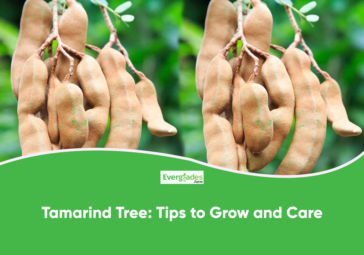 Tips for Growing and Caring for Tamarind Trees | Everglades Farm