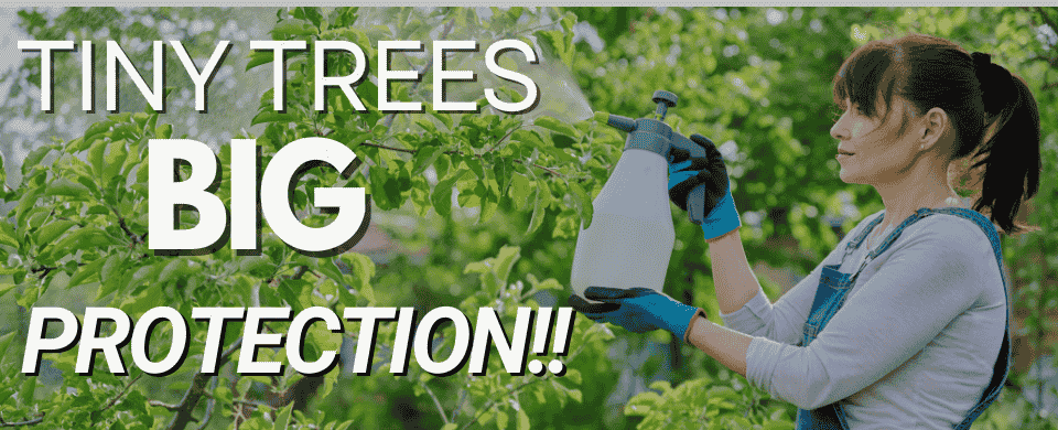 Protect Your Dwarf Trees: How to Prevent and Manage Pests🕷️🐛