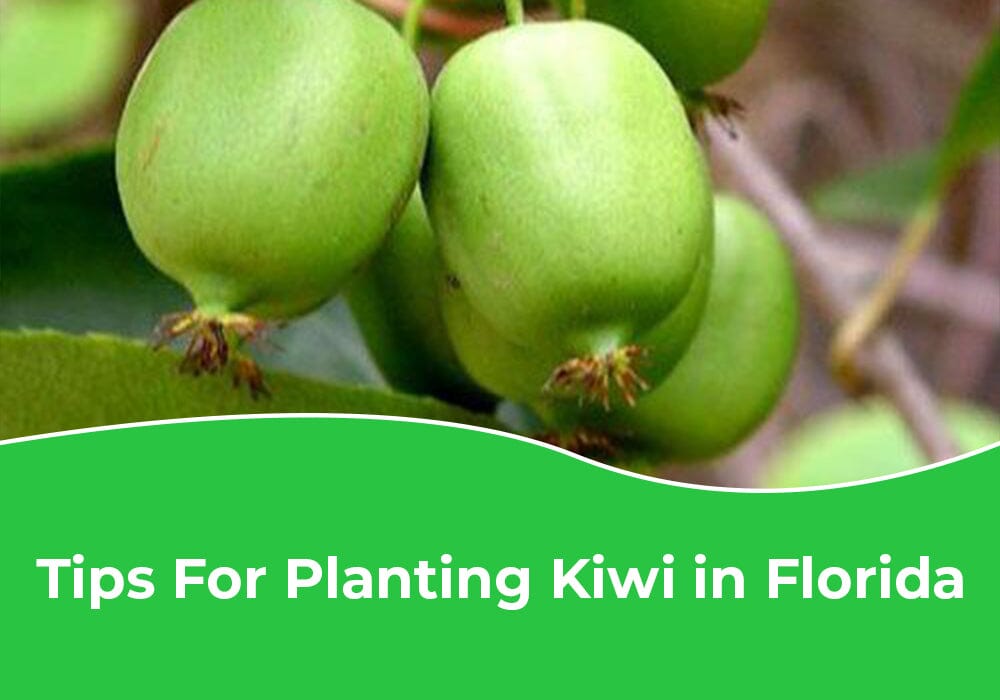 Tips For Planting Kiwi in Florida