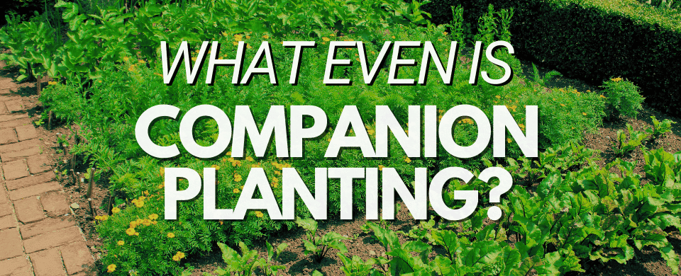 Companion Planting 101: Your Beginner’s Guide to Growing a Happy Garden! (: