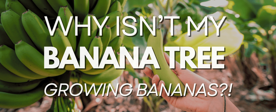 When Do Dwarf Banana Trees Produce Fruit? (A Lesson in Patience and Tropical Rewards) 🍌⏳