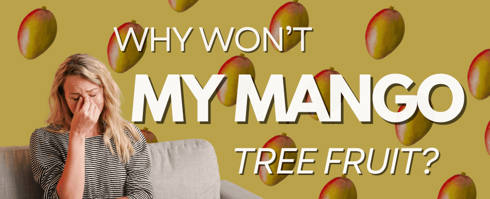 Why Is My Dwarf Mango Tree Not Fruiting? (And How to Fix It Before You Lose Your Mind) 🥭🤬
