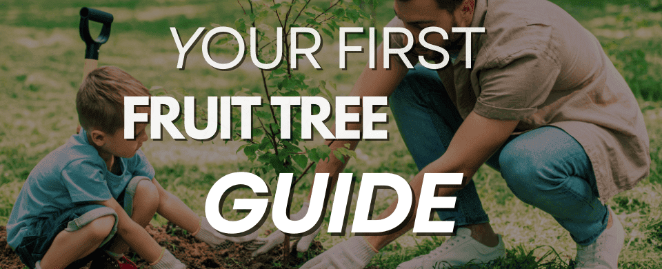 My first garden project: How to plant a dwarf fruit tree step-by-step