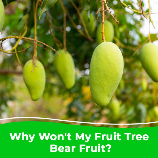 Why Won't My Fruit Tree Bear Fruit?