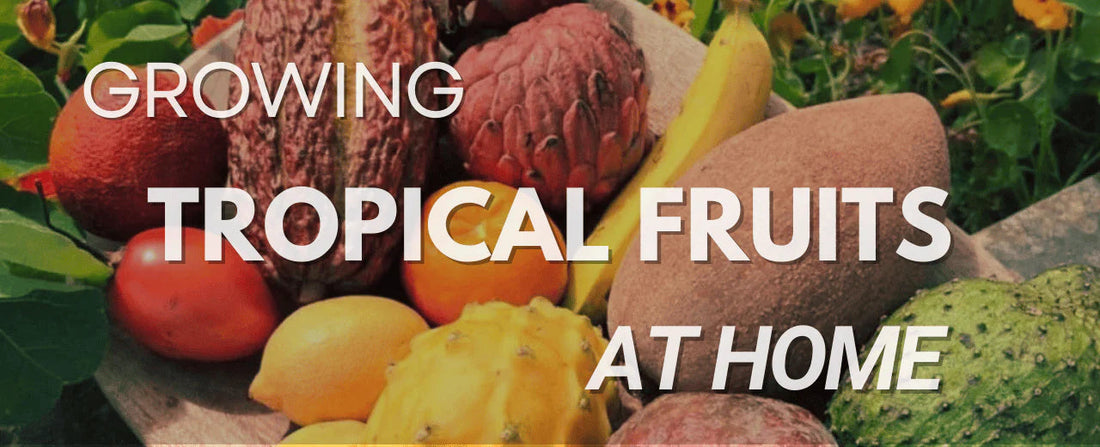 What tropical fruits can be grown at home?