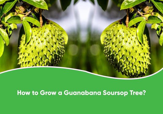 How to grow a guanabana soursop tree?