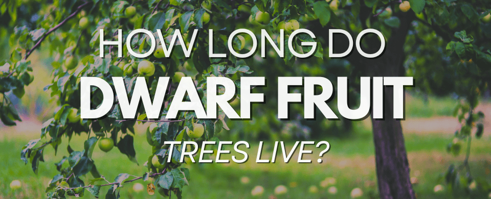 How Long Do Dwarf Fruit Trees Live? (Are They a Forever Friend or Just a Situationship?) 🌱⏳
