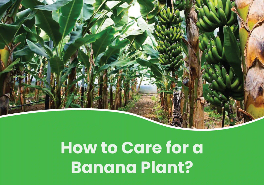 "Banana plantation with rows of tall banana plants and large green bunches of bananas, with text overlay on a green banner: 'How to Care for a Banana Plant?'."