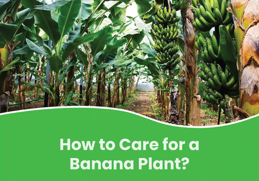 How to Care for a Banana Plant?