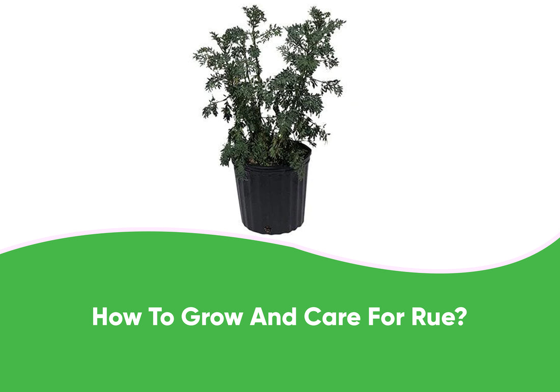 Grow and Care for Rue