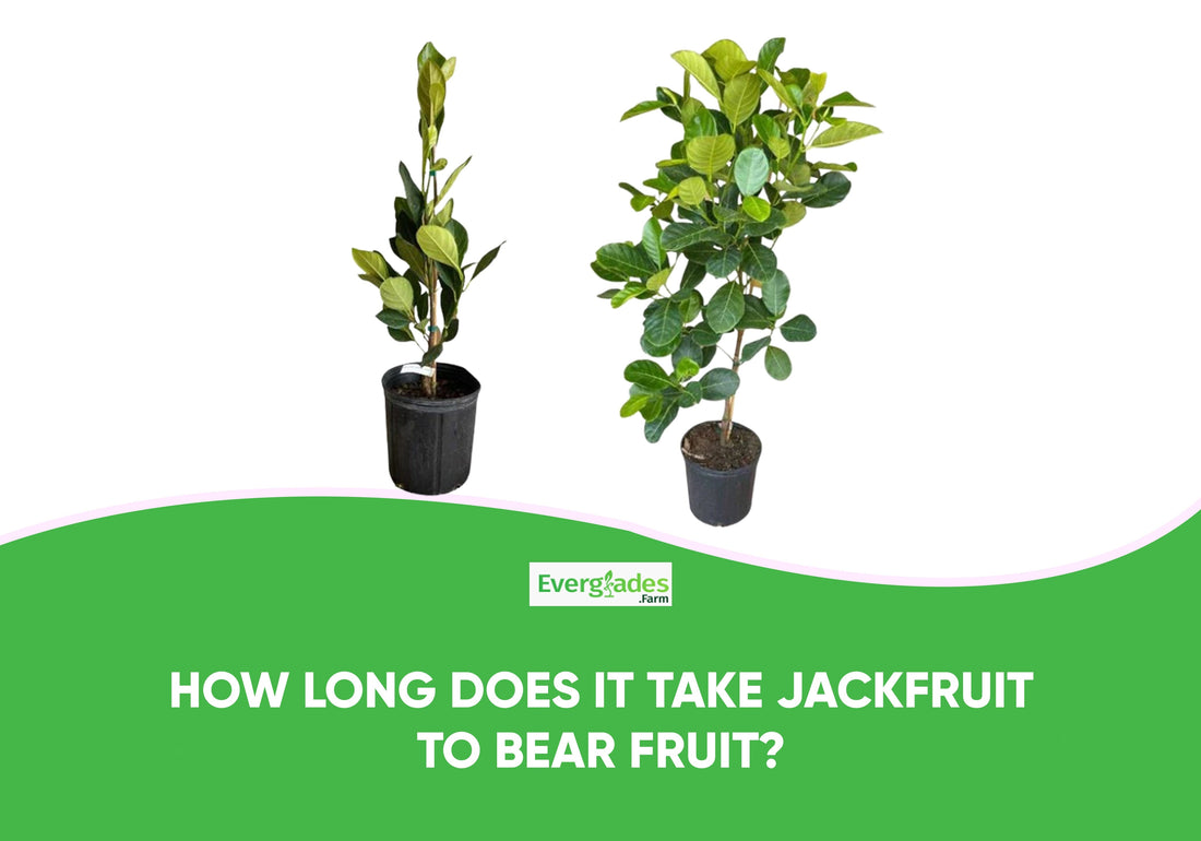 How Long Does It Take Jackfruit To Bear Fruit?