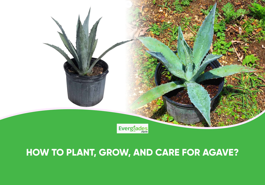 Care for Agave Plants