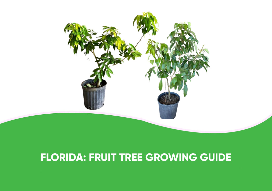 Florida: Fruit Tree Growing Guide