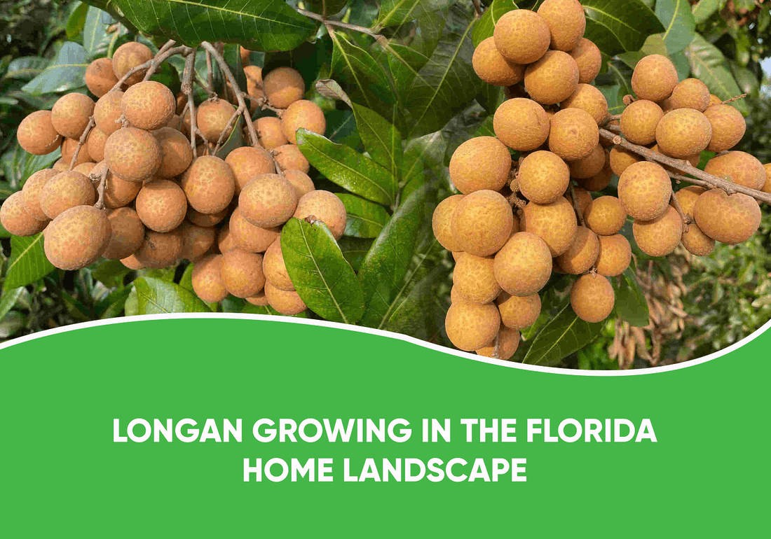 Longan Growing In The Florida Home Landscape