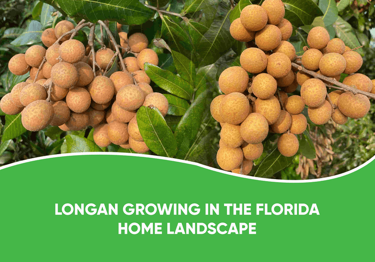 Longan Growing In The Florida Home Landscape