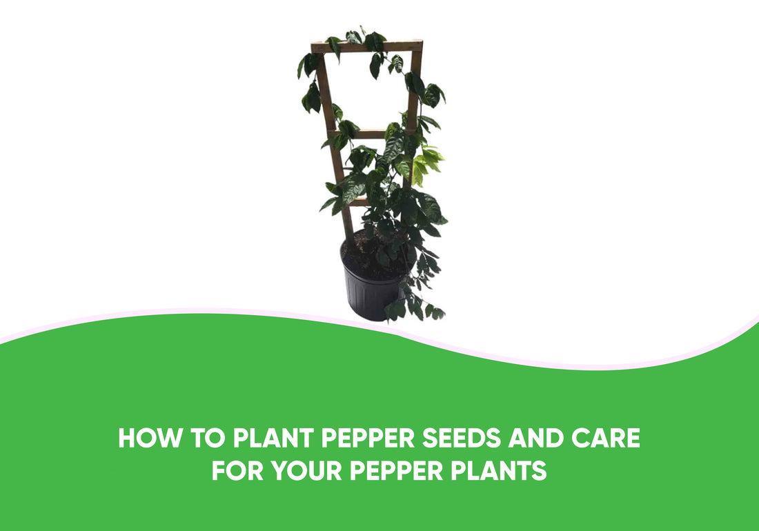 How to Plant Pepper Seeds and Care For Your Pepper Plants