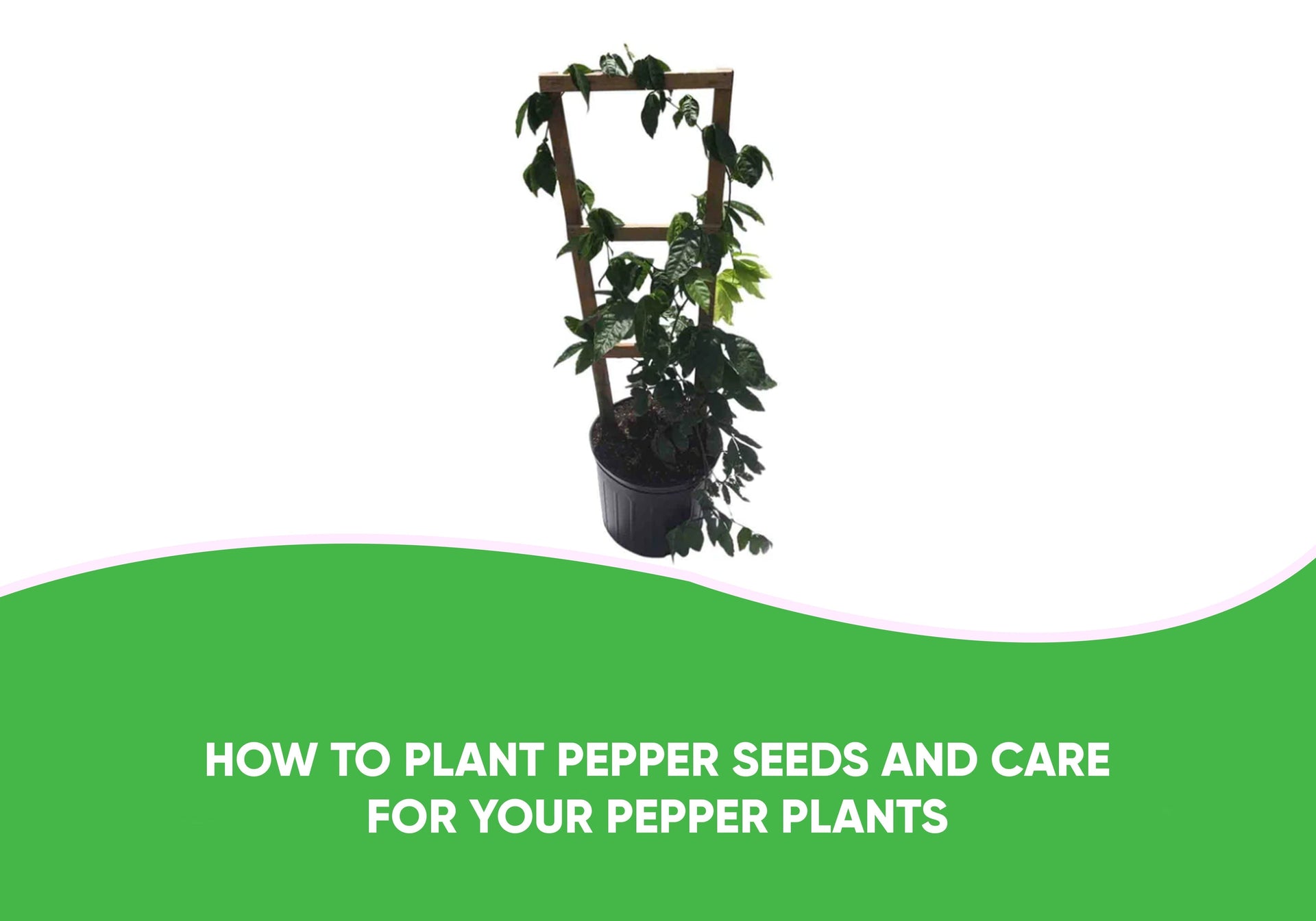 Pepper Planting & Care Guide  Everglades Farm