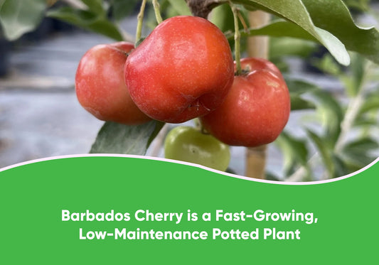Barbados Cherry is a fast-growing
