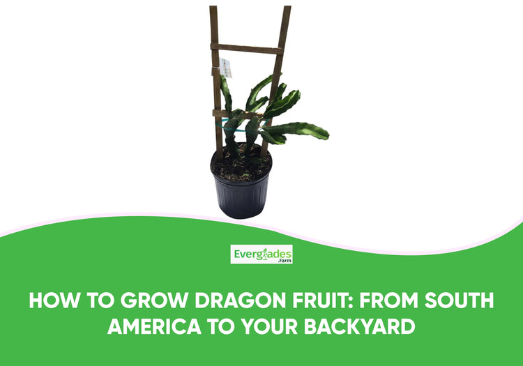 How to Grow Dragon Fruit: From South America to Your Backyard