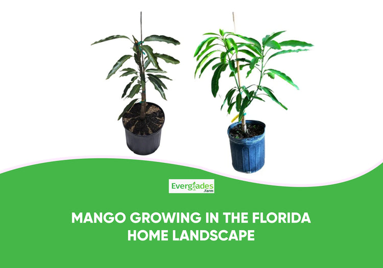 Mango Growing In The Florida Home Landscape