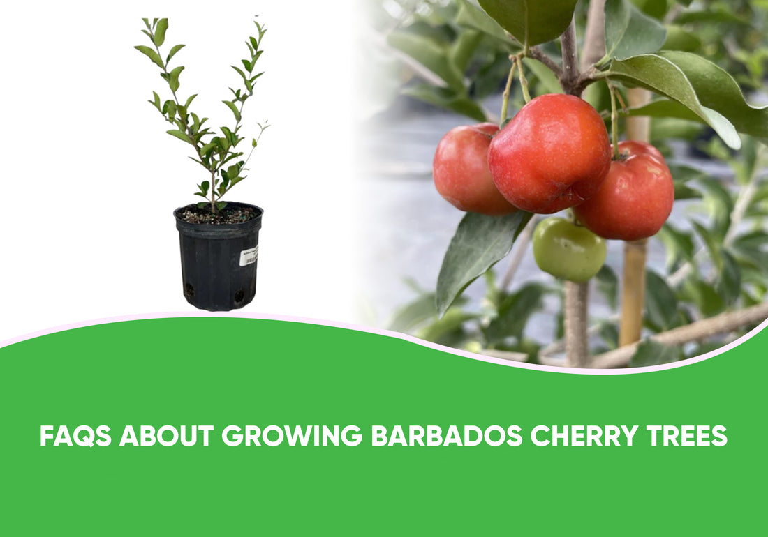 FAQs About Growing Barbados Cherry Trees