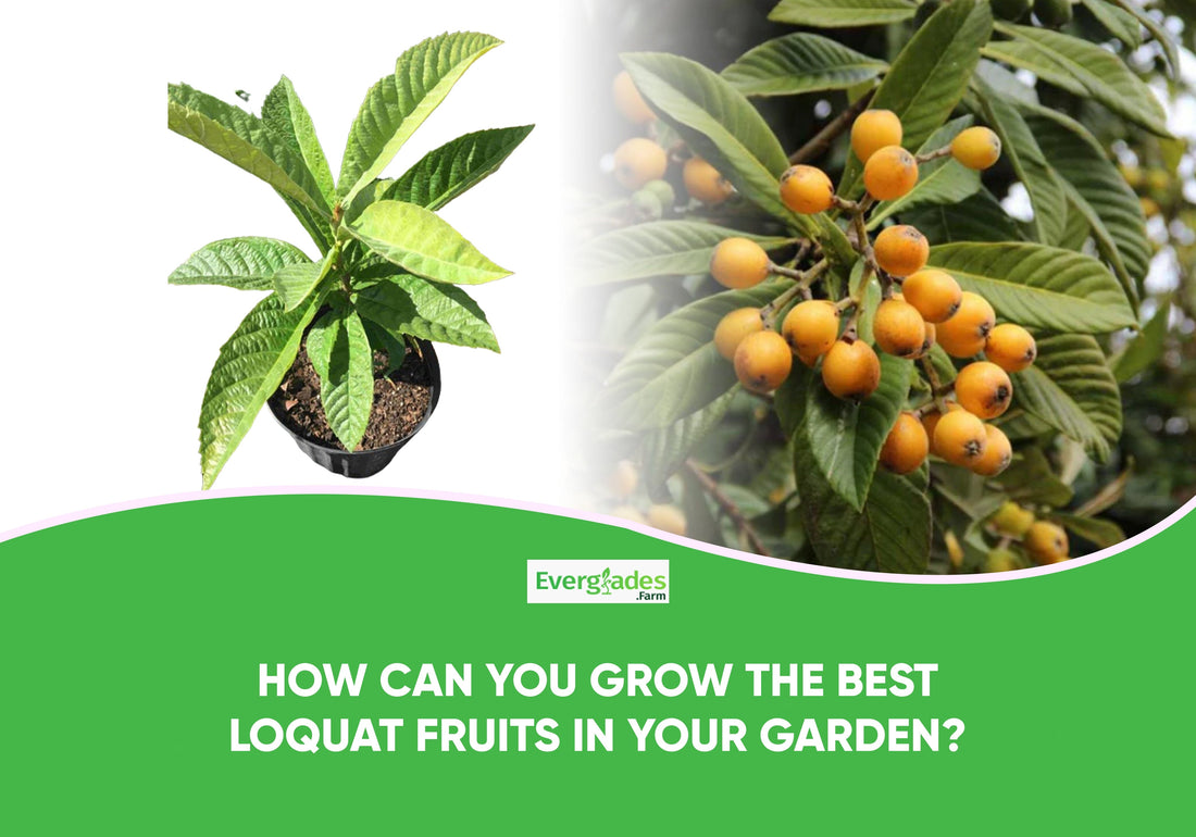 How Can You Grow the Best Loquat Fruits in Your Garden?