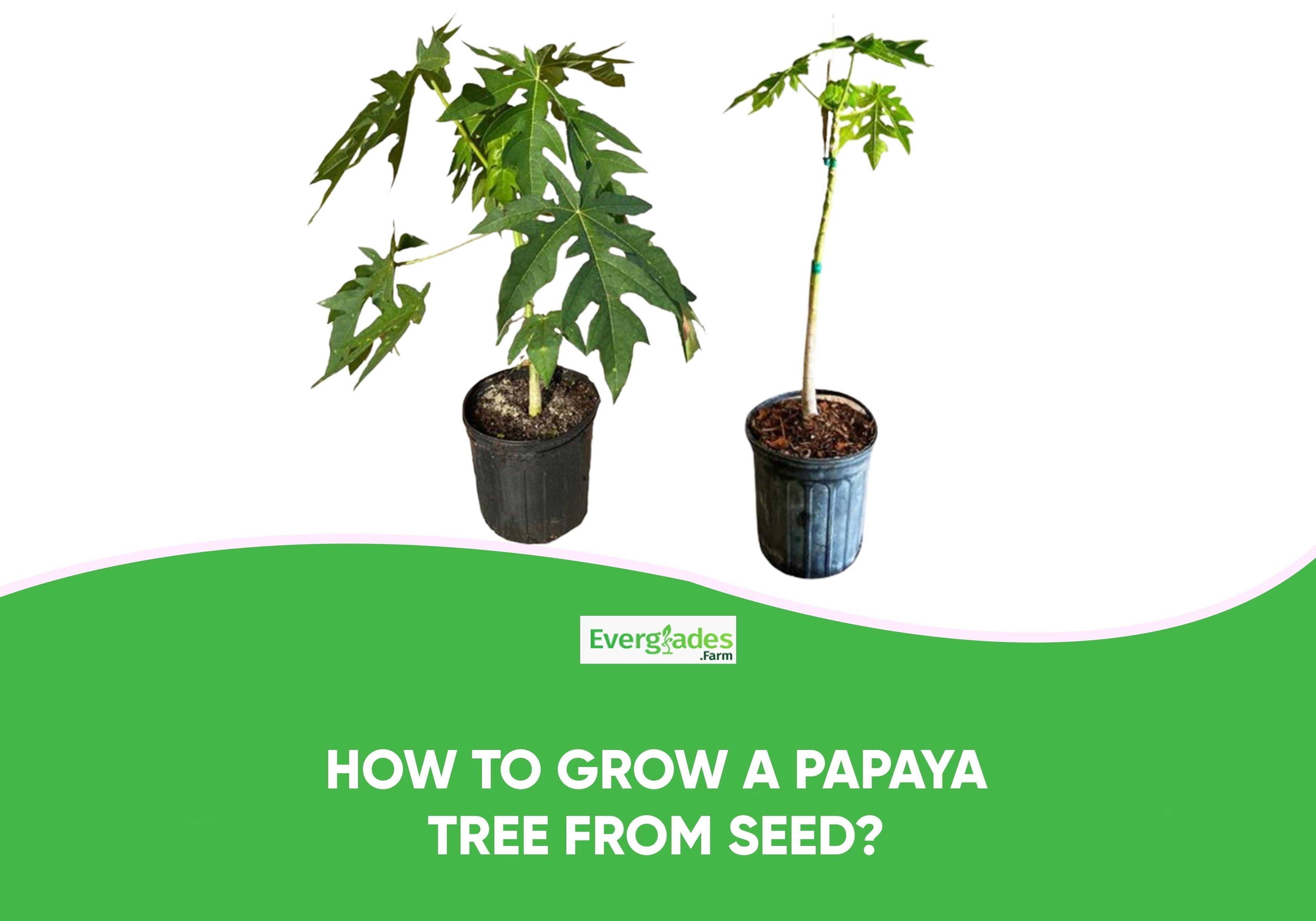 How to Grow a Papaya Tree from Seed?